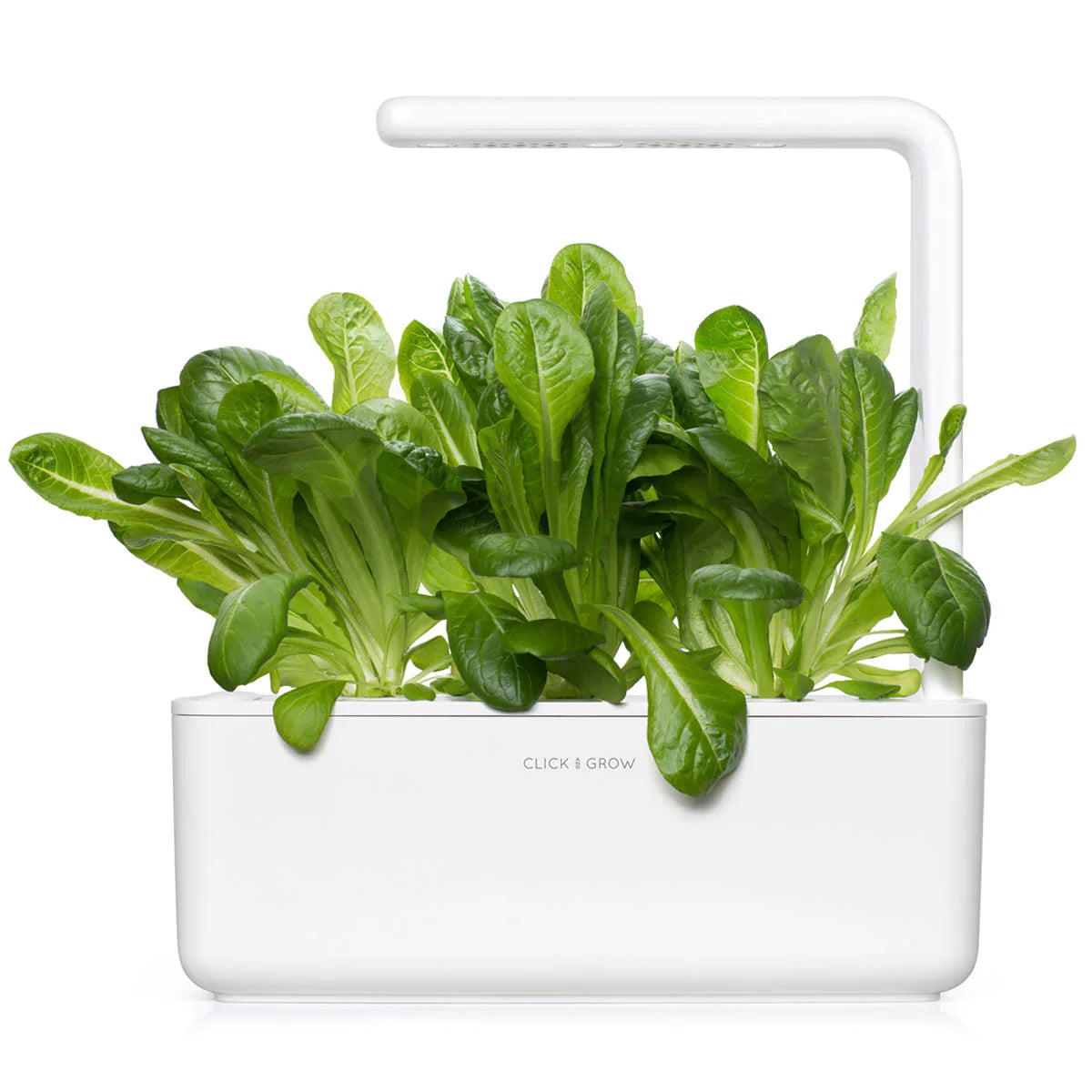 Romaine Lettuce Plant Pods 24 Pack