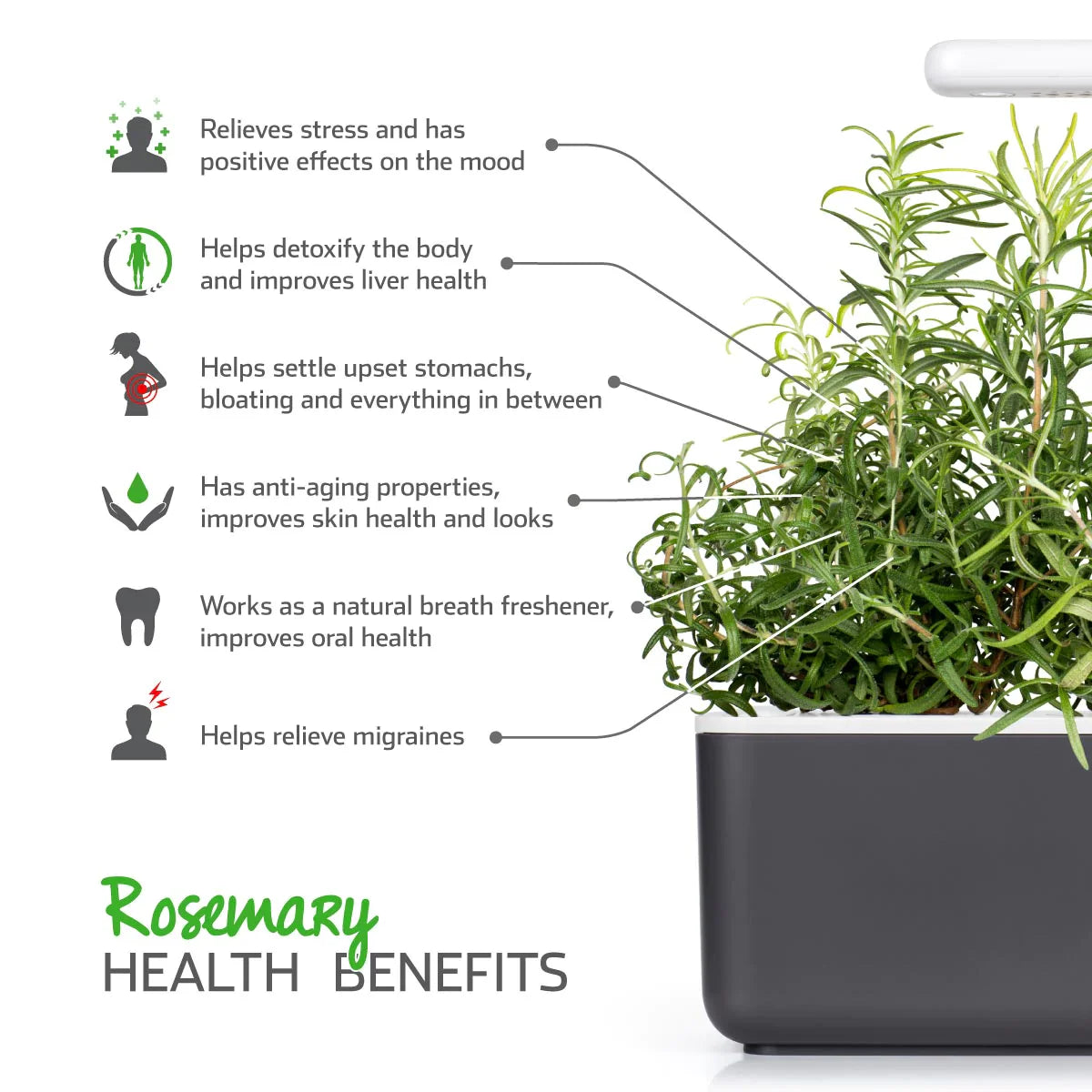 Click & Grow Rosemary Health Benefits