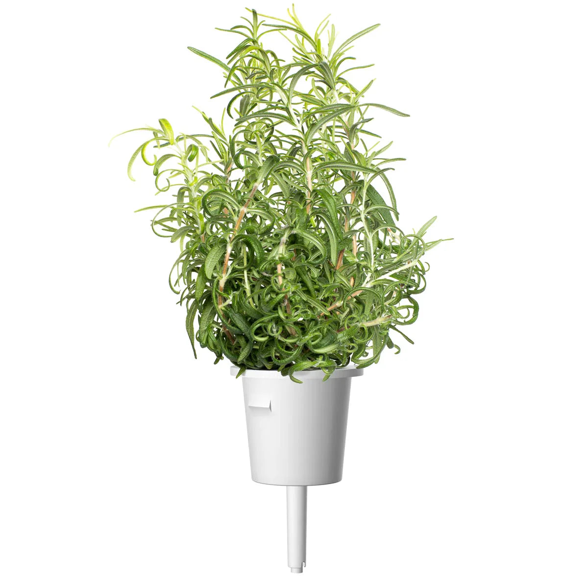 Click & Grow Rosemary Single Plant