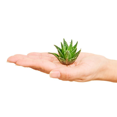 Small live succulent cutting sitting on the palm of a hand about a half dollar size on a white background