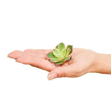 Live succulent cutting shown in the palm of a hand with a white background