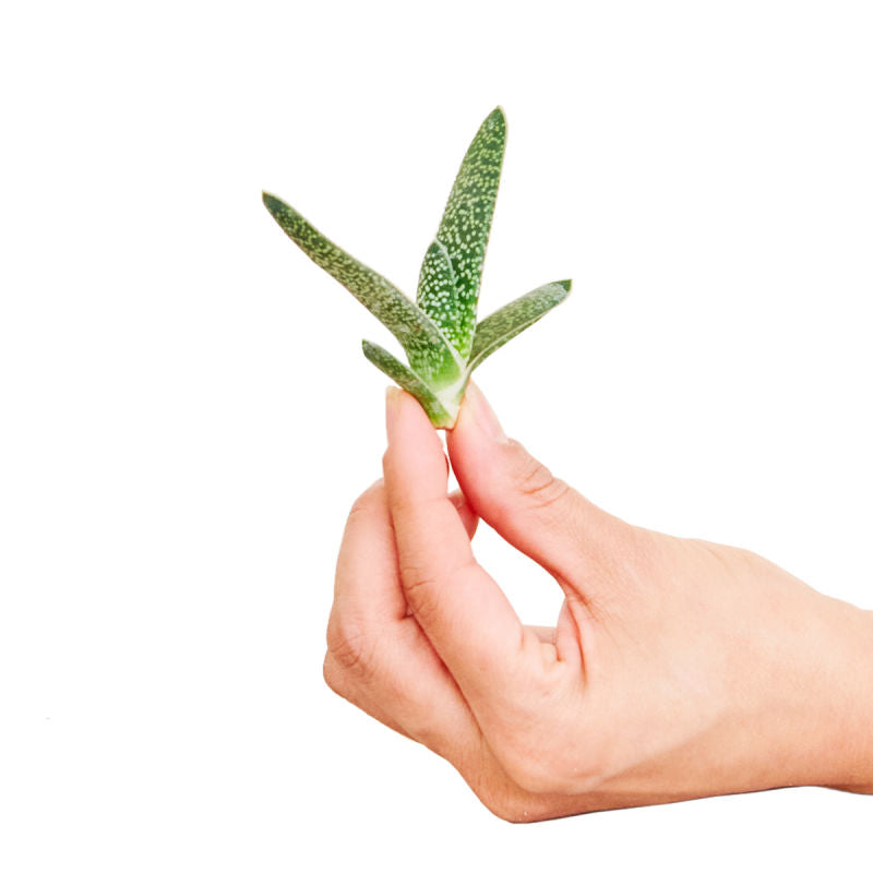 Small live succulent cutting being held by a pointer finger and thumb on a white background