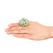 Small live succulent cutting sitting on the knuckle of a hand about a half dollar size on a white background
