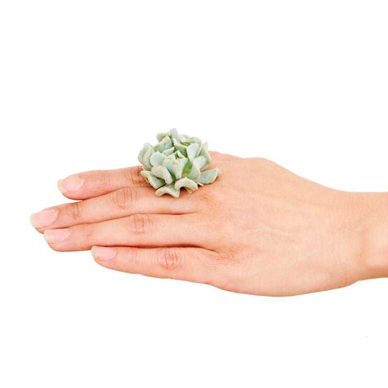 Small live succulent cutting sitting on the knuckle of a hand about a half dollar size on a white background