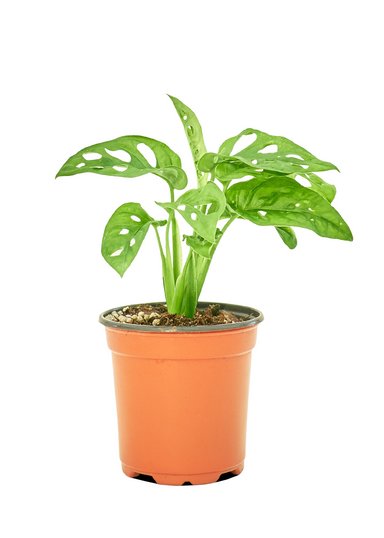 Small size Swiss Cheese Vine Plant in a growers pot with a white background