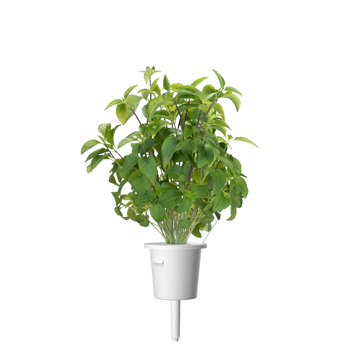Click & Grow Thai Basil Single Plant