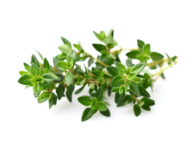 Click & Grow Thyme Plant