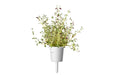 Click & Grow Thyme Single Plant