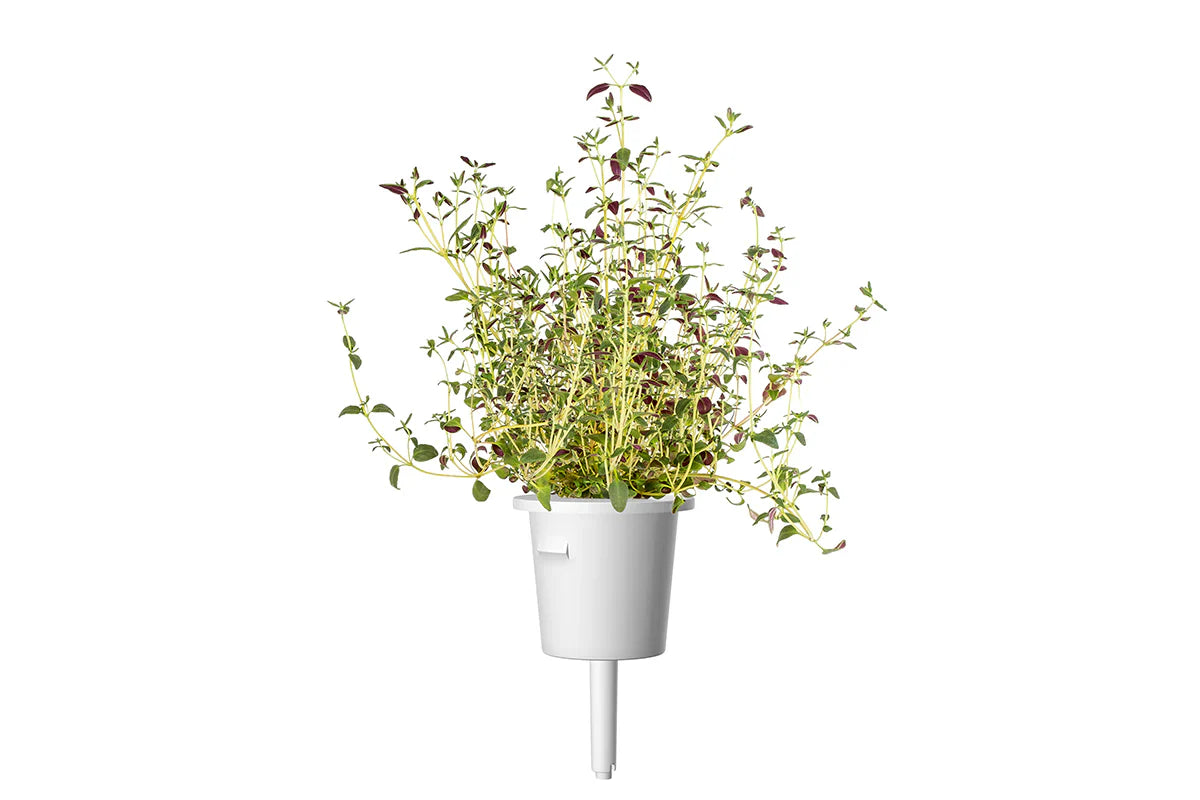 Click & Grow Thyme Single Plant