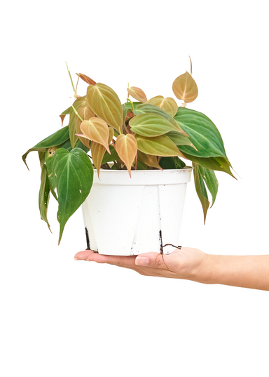 Medium size Velvet Leaf Philodendron Plant in a growers pot with a white background with a hand holding the bottom of the pot