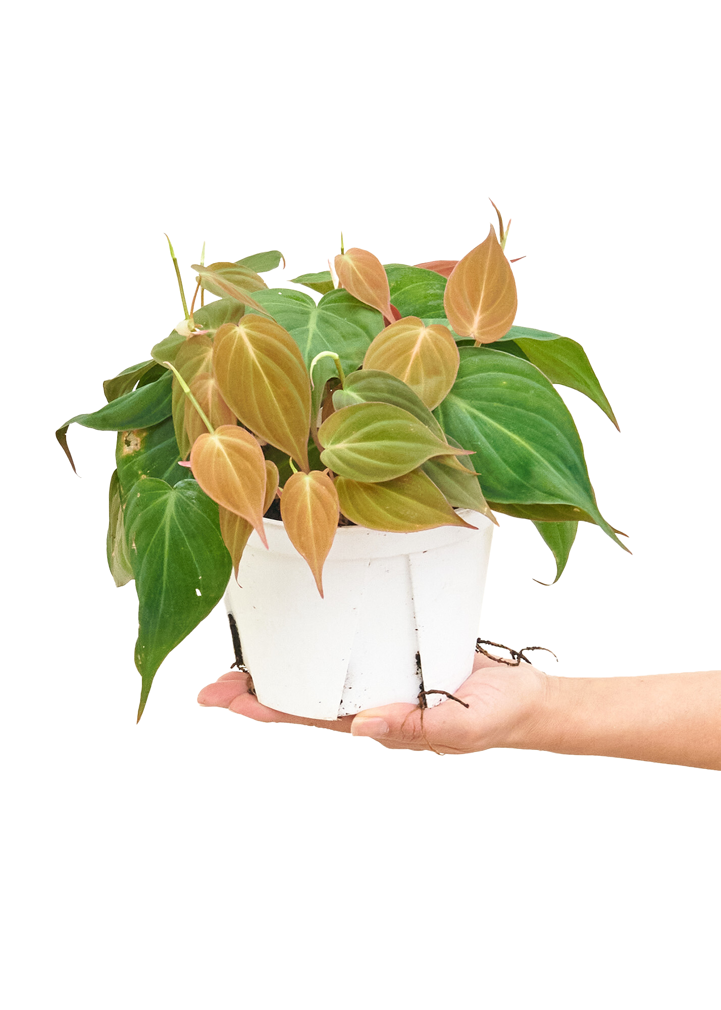 Medium size Velvet Leaf Philodendron Plant in a growers pot with a white background with a hand holding the bottom of the pot at a slight angle