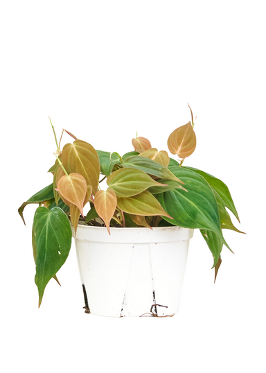 Medium size Velvet Leaf Philodendron Plant in a growers pot with a white background