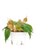 Medium size Velvet Leaf Philodendron Plant in a growers pot with a white background