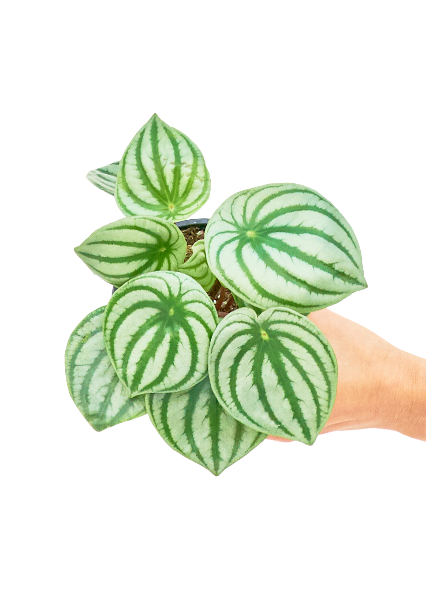 Small size Watermelon Peperomia Plant in a growers pot with a white background with a hand holding the pot to show the top view
