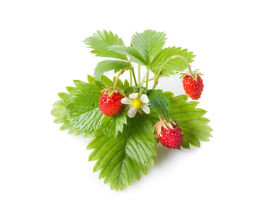 Click & Grow Wild Strawberry Plant