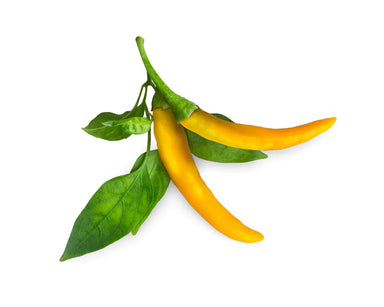 Click & Grow Yellow Chili Pepper Plant