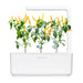 Click & Grow Smart Garden 3 with Yellow Chili Peppers