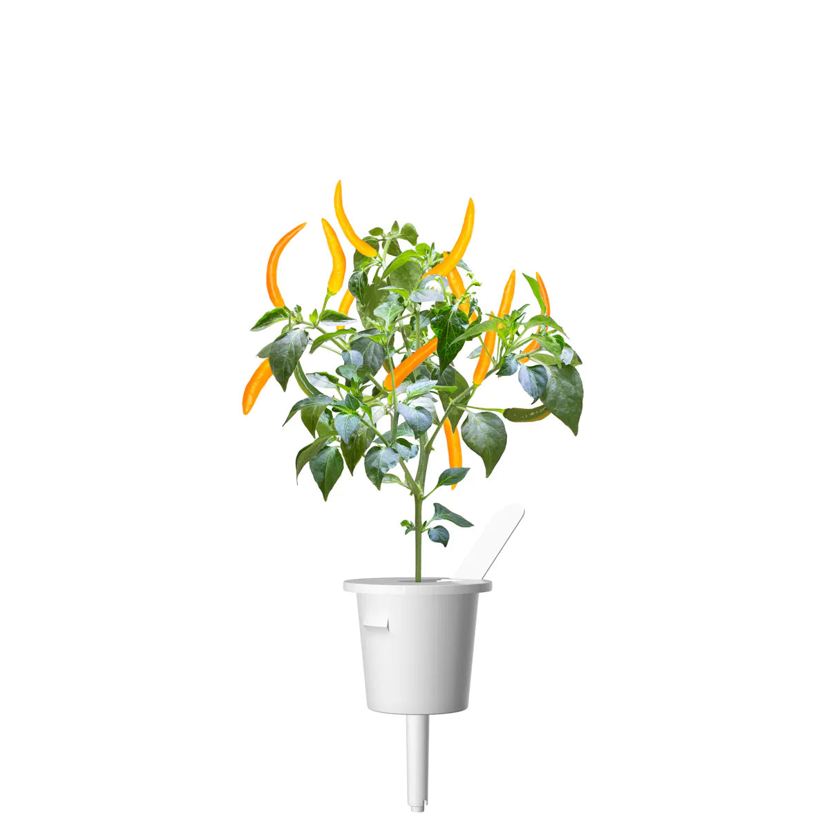Click & Grow Yellow Chili Pepper Single Plant