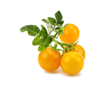 Click & Grow Yellow Mini Tomato Plant