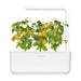 Click & Grow Smart Garden 3 with Yellow Mini Tomatoes