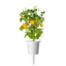 Click & Grow Yellow Mini Tomato Single Plant