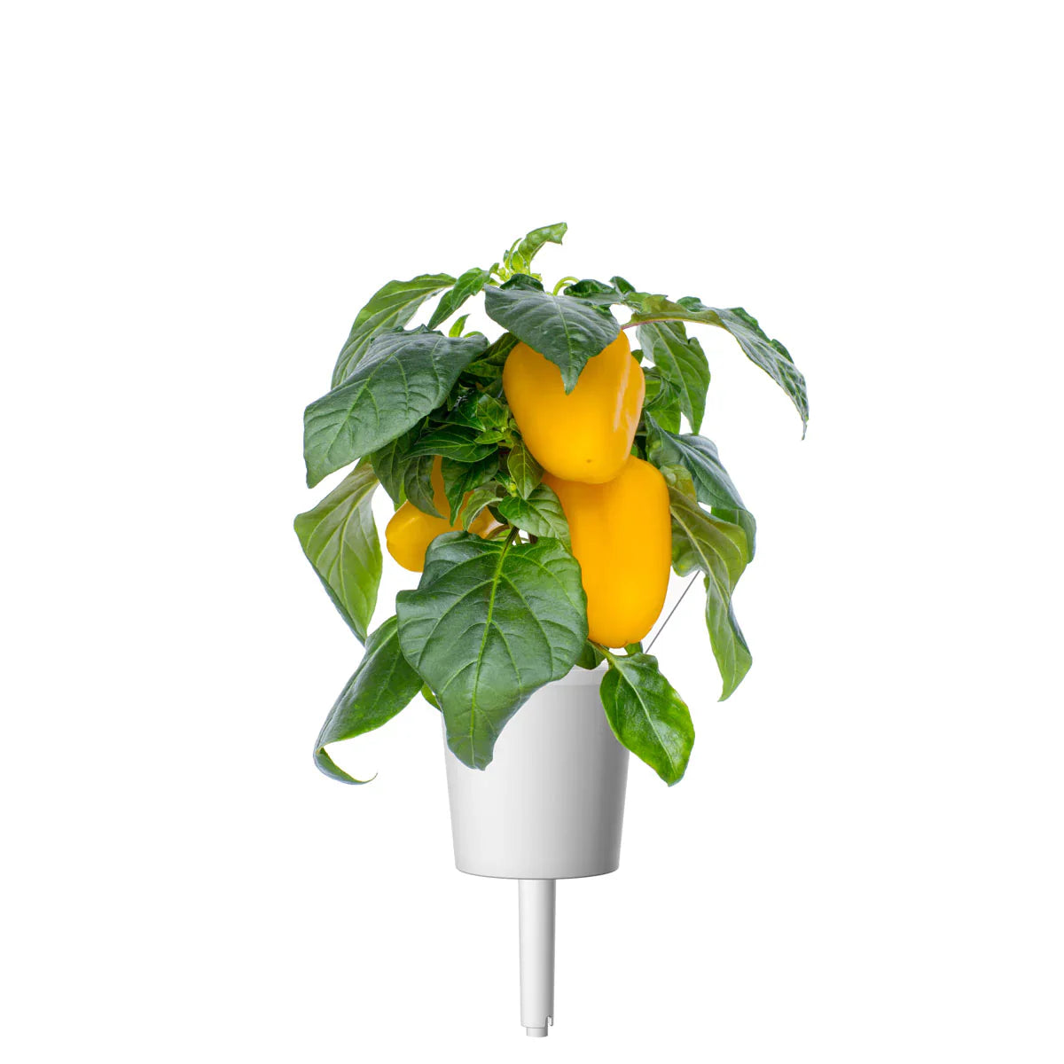 Click & Grow Yellow Sweet Pepper Single Plant