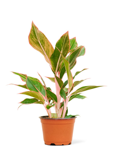 Small Sized Red Chinese Evergreen Plant in a growers pot with a white background