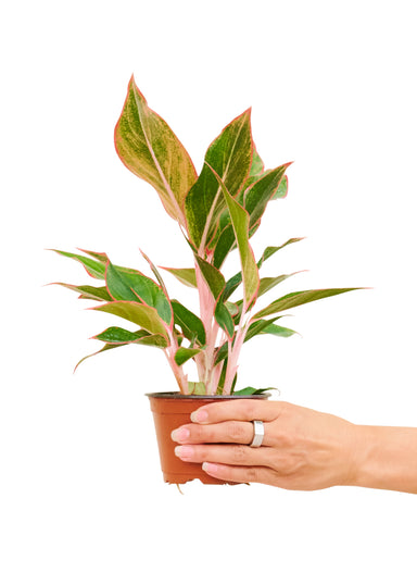 Small Sized Red Chinese Evergreen Plant in a growers pot with a white background with a hand holding the pot