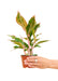 Small Sized Red Chinese Evergreen Plant in a growers pot with a white background with a hand holding the pot