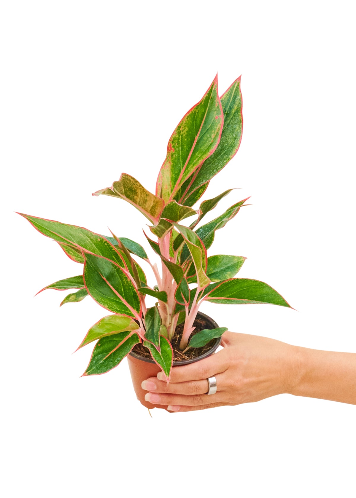 Small Sized Red Chinese Evergreen Plant in a growers pot with a white background with a hand holding the pot showing the top view.