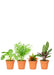 Small 4-Pack Pet Friendly Assorted Box of Plants pictured in growers pots with a white background