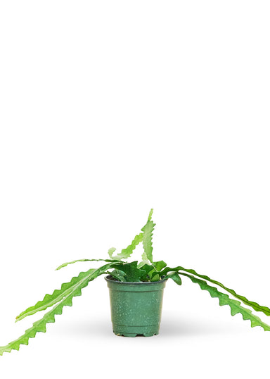 Small size Fishbone Cactus in a growers pot with a white background