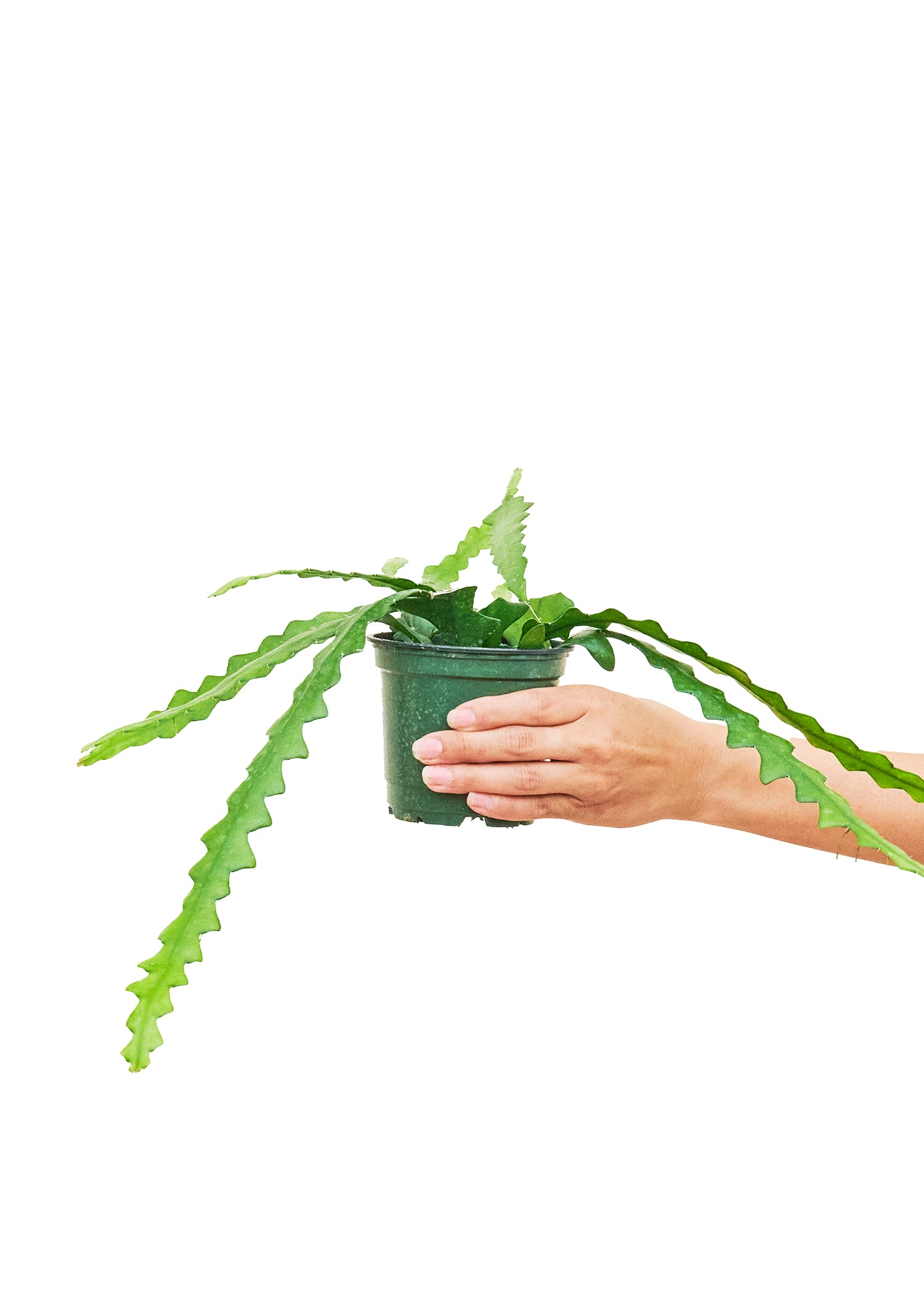 Small size Fishbone Cactus in a growers pot with a white background with a hand holding the pot