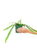 Small size Fishbone Cactus in a growers pot with a white background with a hand holding the pot