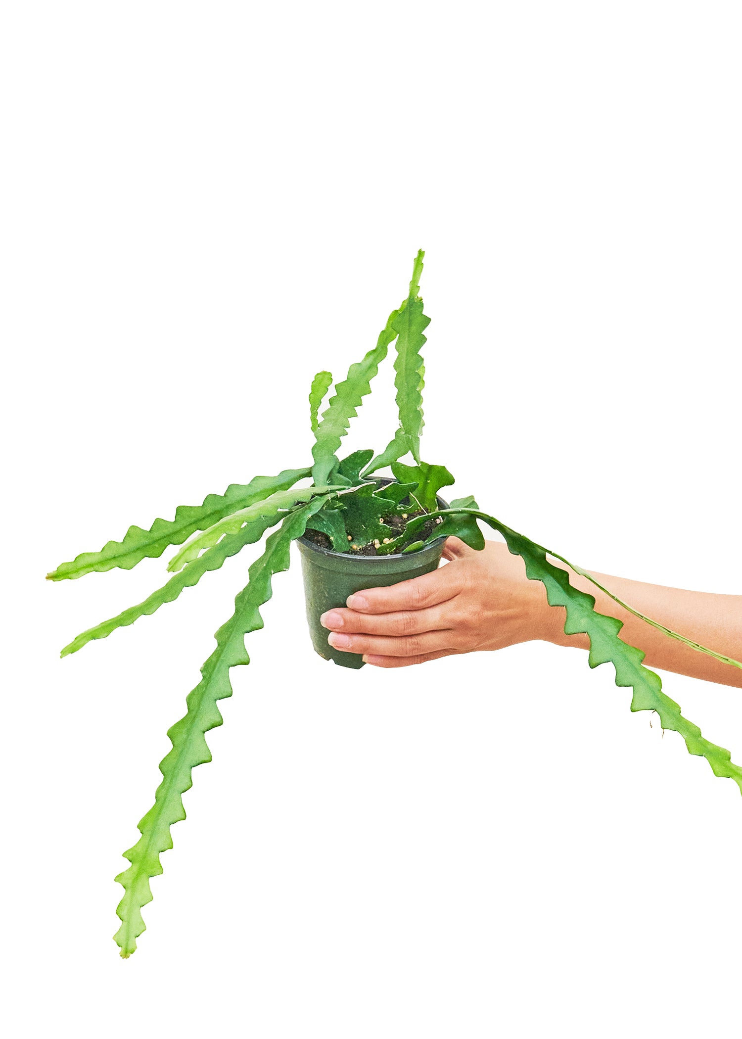 Small size Fishbone Cactus in a growers pot with a white background with a hand holding the pot showing the top view