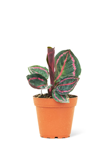 Small size Calathea Dottie plant in a growers pot with a white background