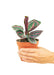 Small size Calathea Dottie plant in a growers pot with a white background with a hand holding the pot