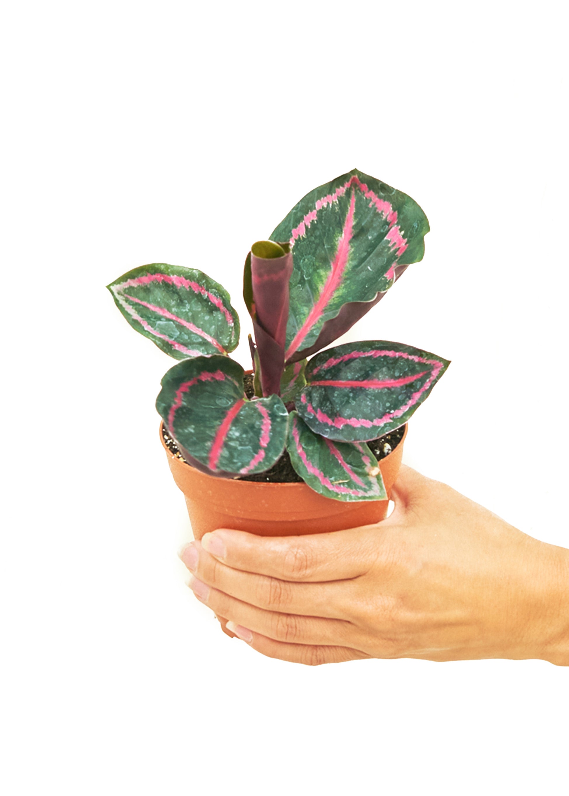 Small size Calathea Dottie plant in a growers pot with a white background with a hand holding the pot to show the top view