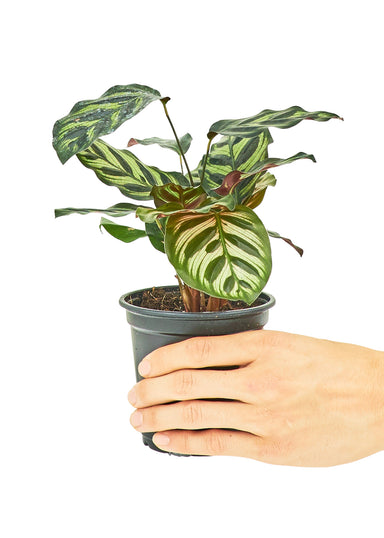 Small Peacock Plant in a growers pot with a white background with a hand holding the pot