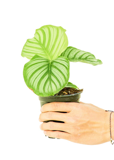 Small size Orbit Peacock Plant in a growers pot with a white background with a hand holding the pot