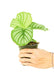 Small size Orbit Peacock Plant in a growers pot with a white background with a hand holding the pot