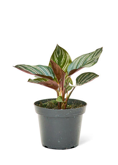 Small size Calathea Pinstripe plant in a growers pot with a white background