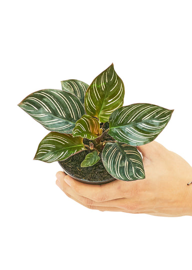 Small size Calathea Pinstripe plant in a growers pot with a white background with a hand holding it to show the top view
