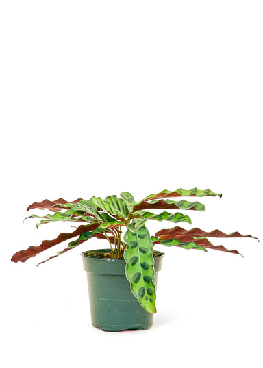 Small size Calathea Rattlesnake plant in a growers pot with a white background