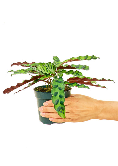 Small size Calathea Rattlesnake plant in a growers pot with a white background with a hand holding the pot