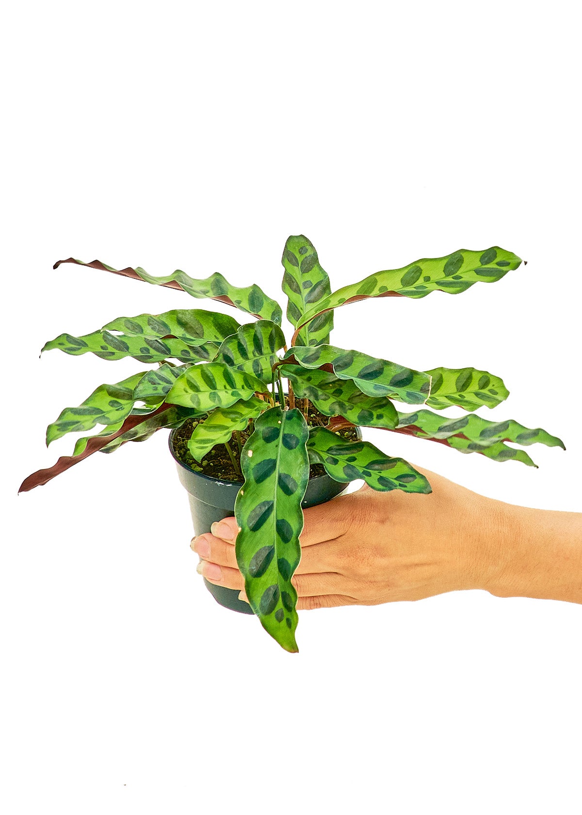Small size Calathea Rattlesnake plant in a growers pot with a white background with a hand holding the pot showing the top view
