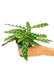 Small size Calathea Rattlesnake plant in a growers pot with a white background with a hand holding the pot showing the top view