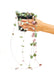 Small size String of Hearts Plant in a growers pot with a white background with a hand holding the pot