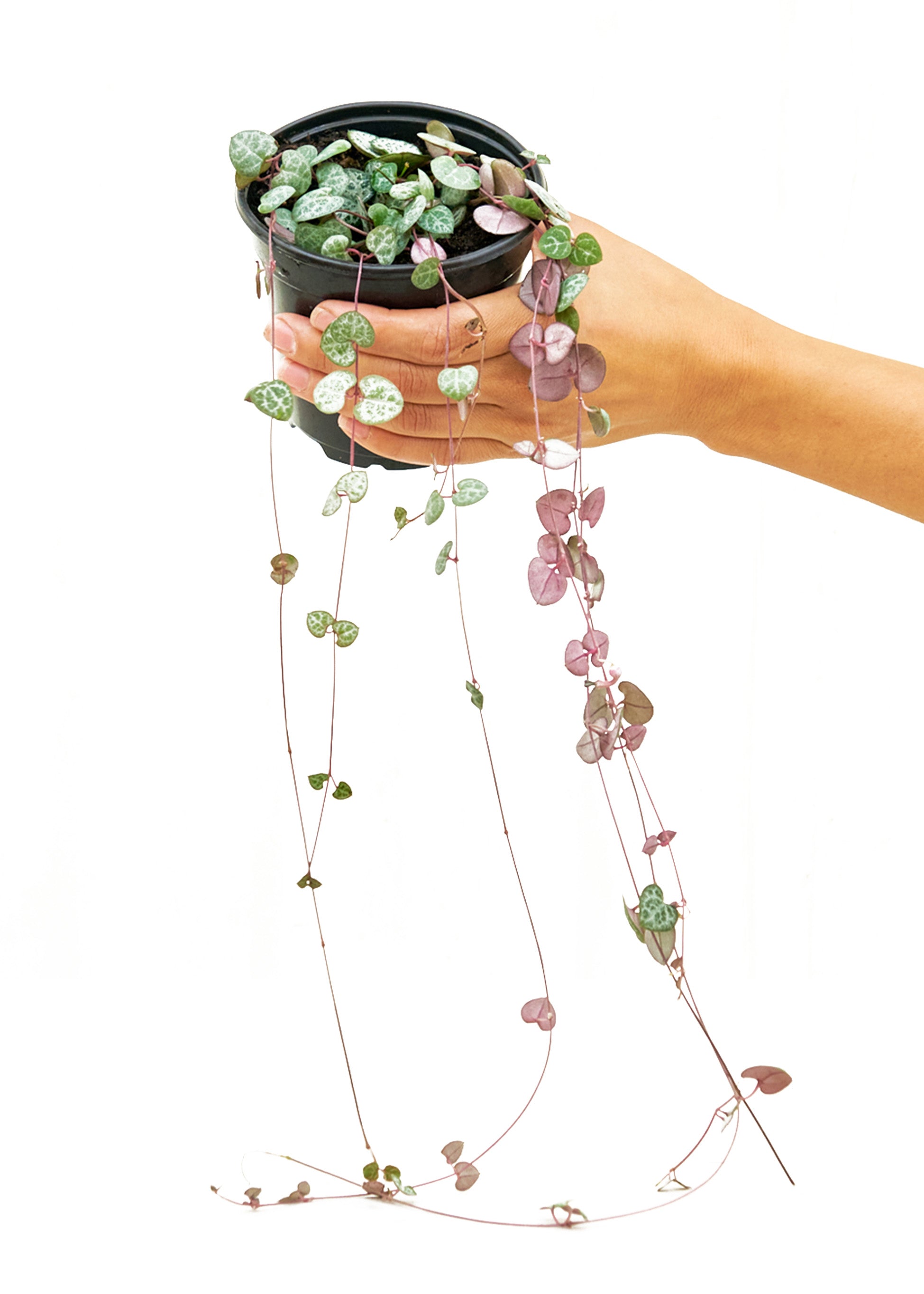 Small size String of Hearts Plant in a growers pot with a white background with a hand holding the pot showing the top view