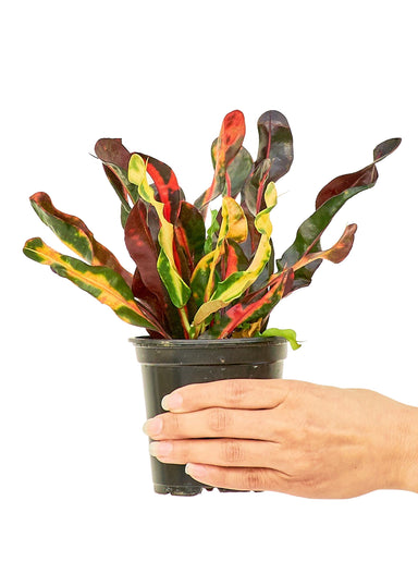 Small size Croton Variegated plant in a growers pot with a white background with a hand holding the pot